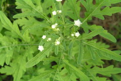 Parthenium hysterophorus